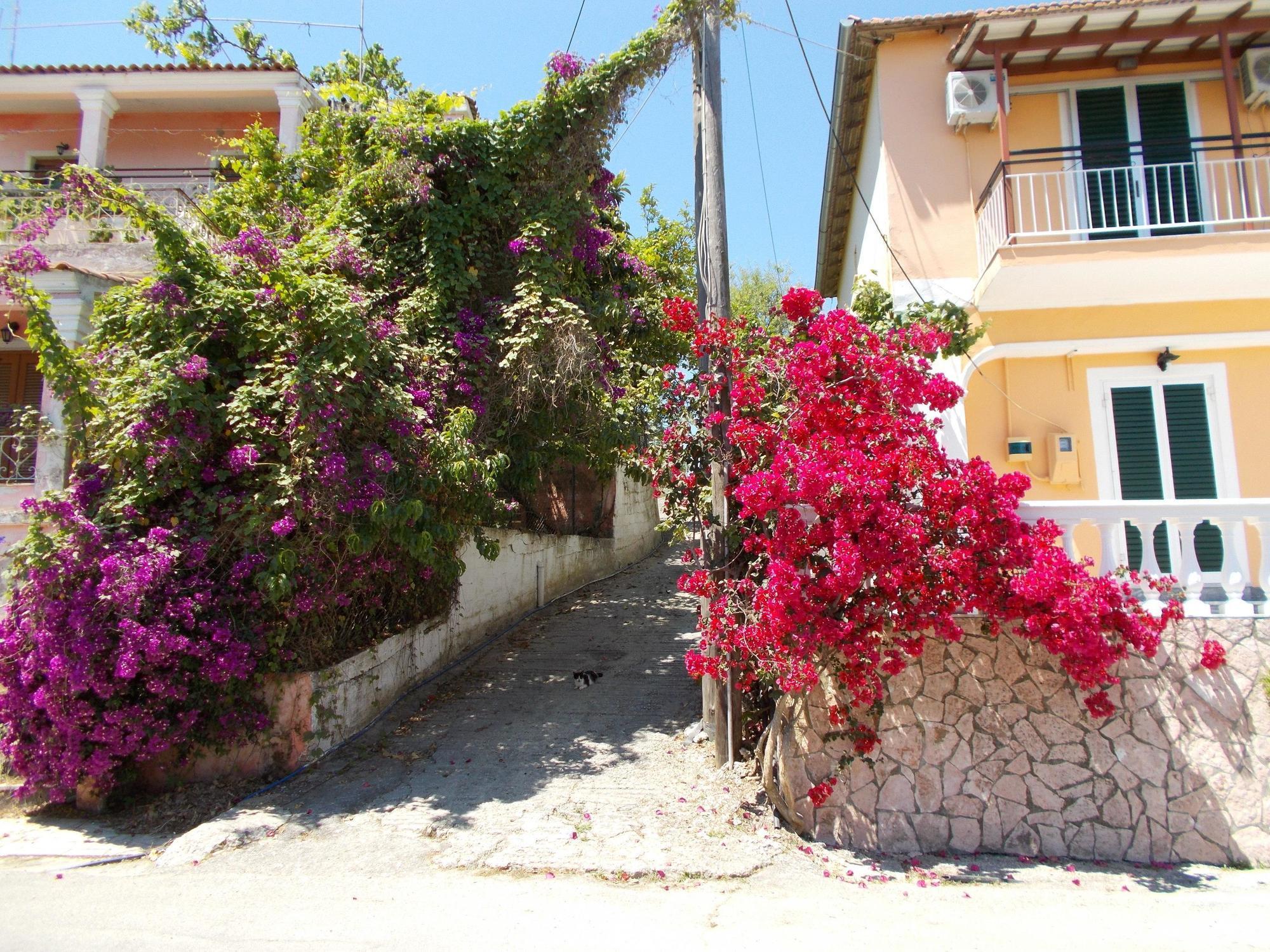 Kavos Panorama Complex Aparthotel Exteriör bild